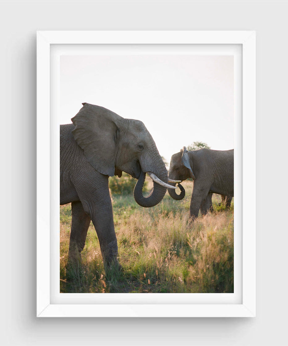 Elephant Family #3, South Africa