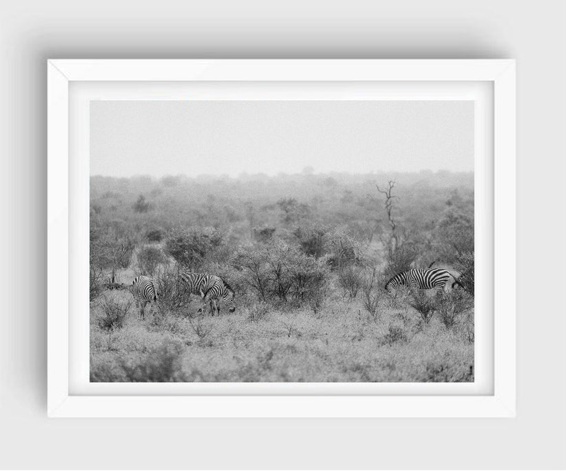 Zebras #2, South Africa