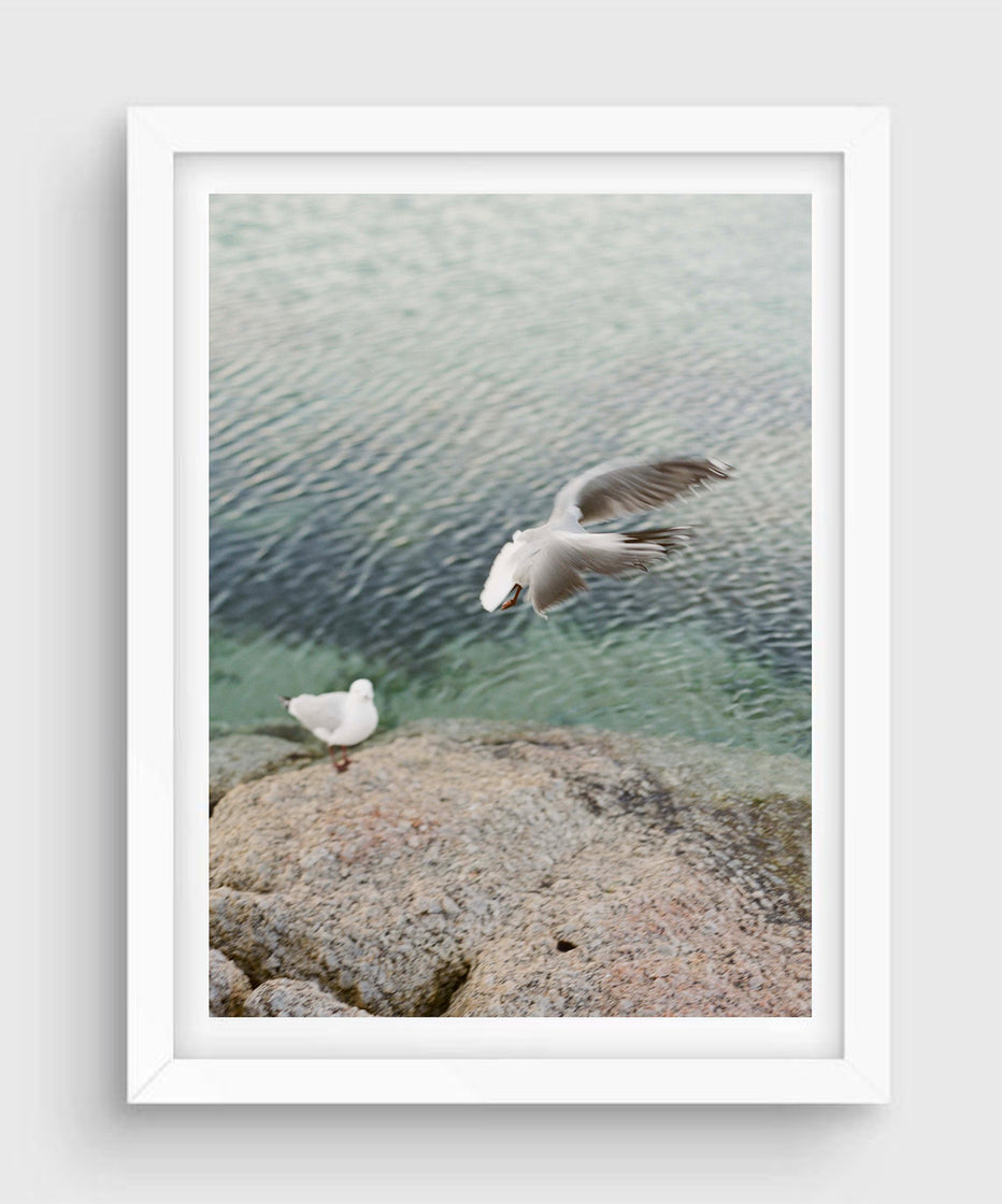 Seagulls #2, Cape Town
