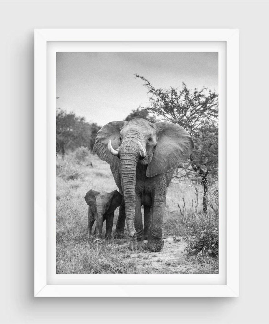 Family #1, Kruger National Park