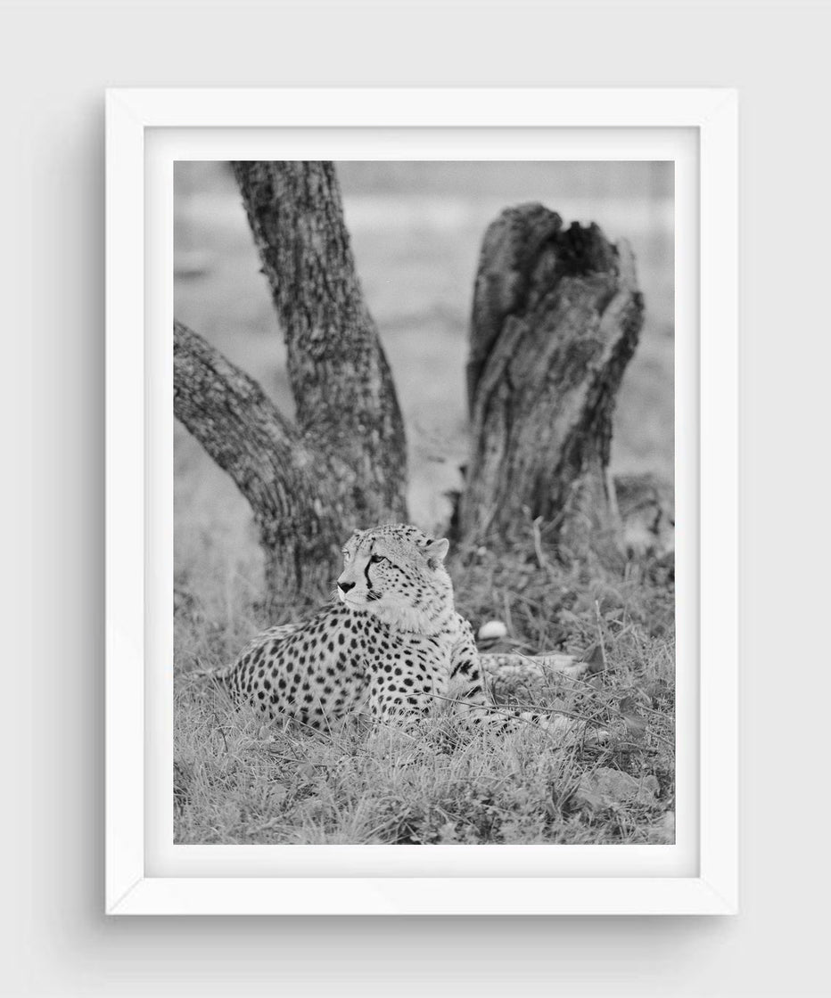 Cheetah #1, South Africa