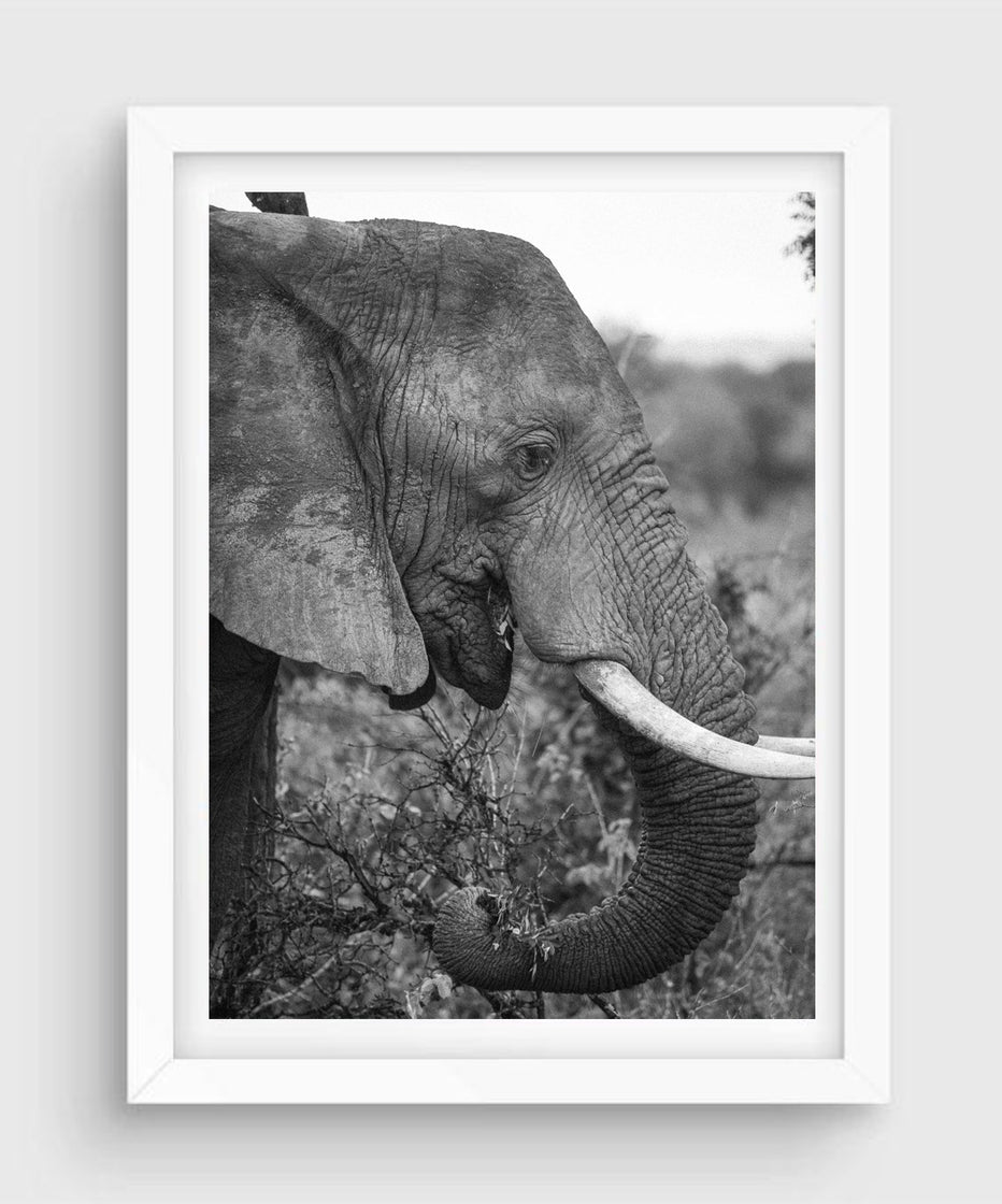 Elephant #1, Kruger National Park