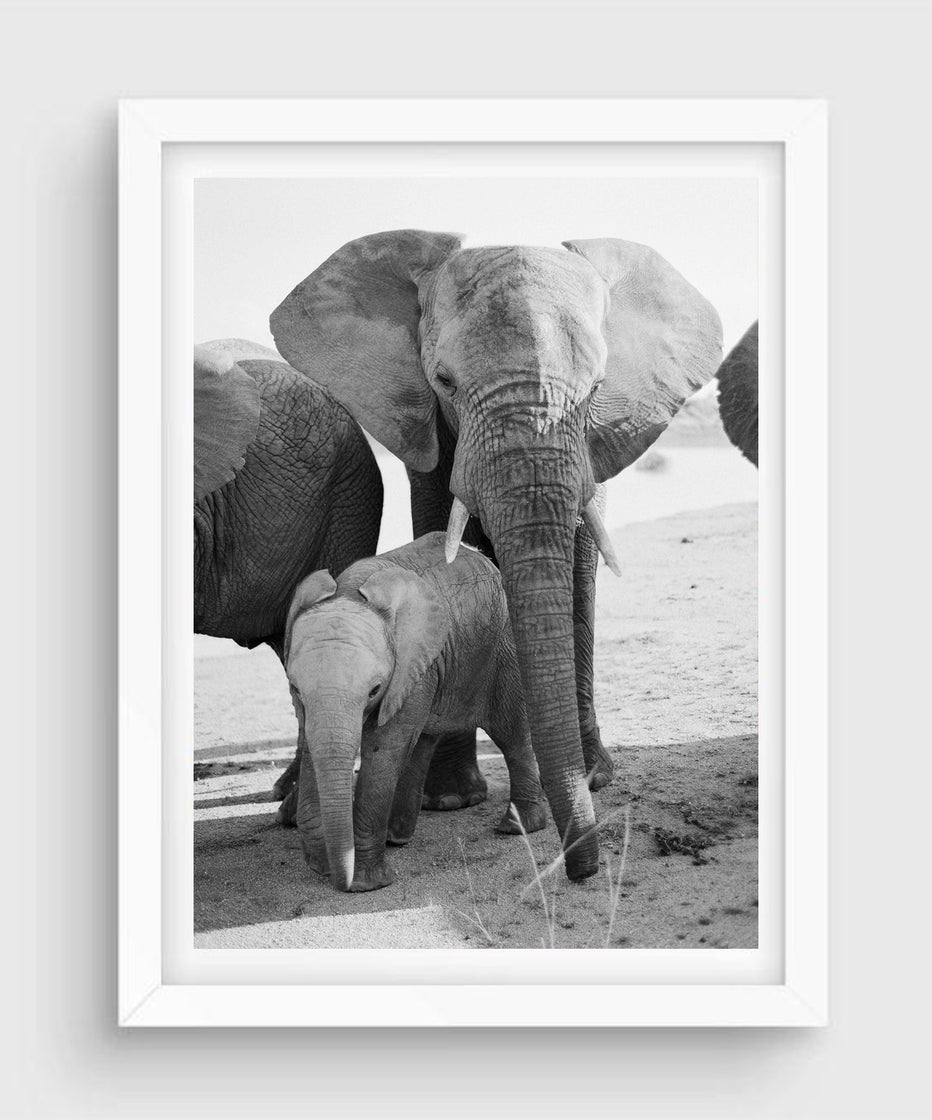 Elephant Family #1, South Africa