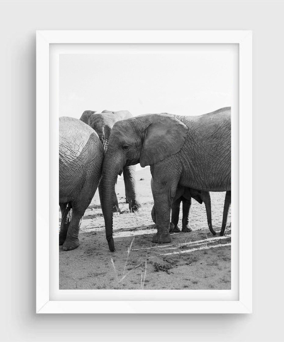 Elephant Family #2, South Africa