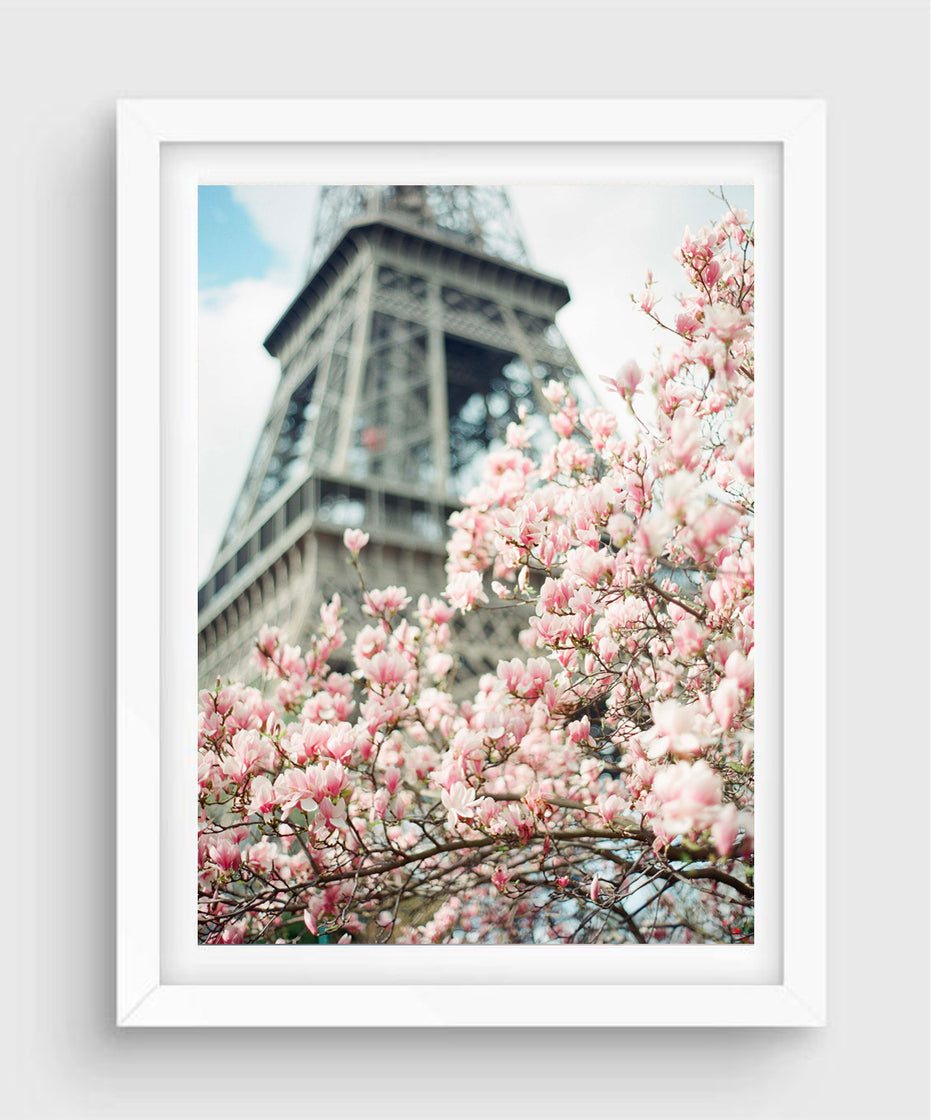 Magnolia, Paris