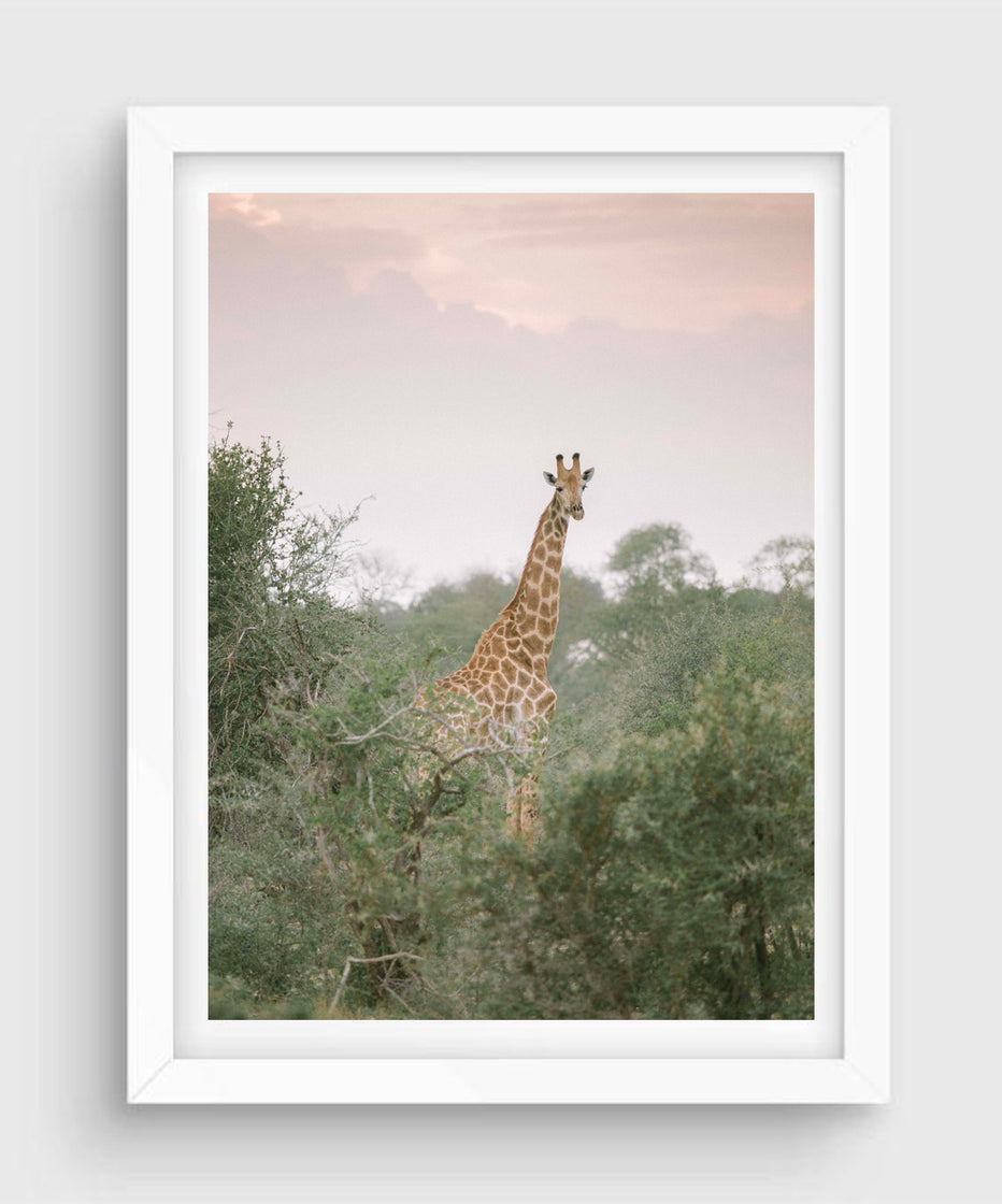 Giraffe #2, Kruger National Park