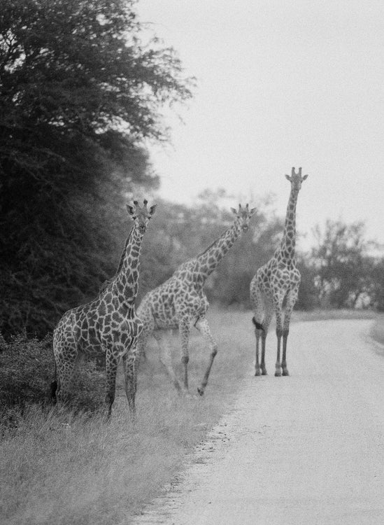 Giraffes #1, Kruger National Park