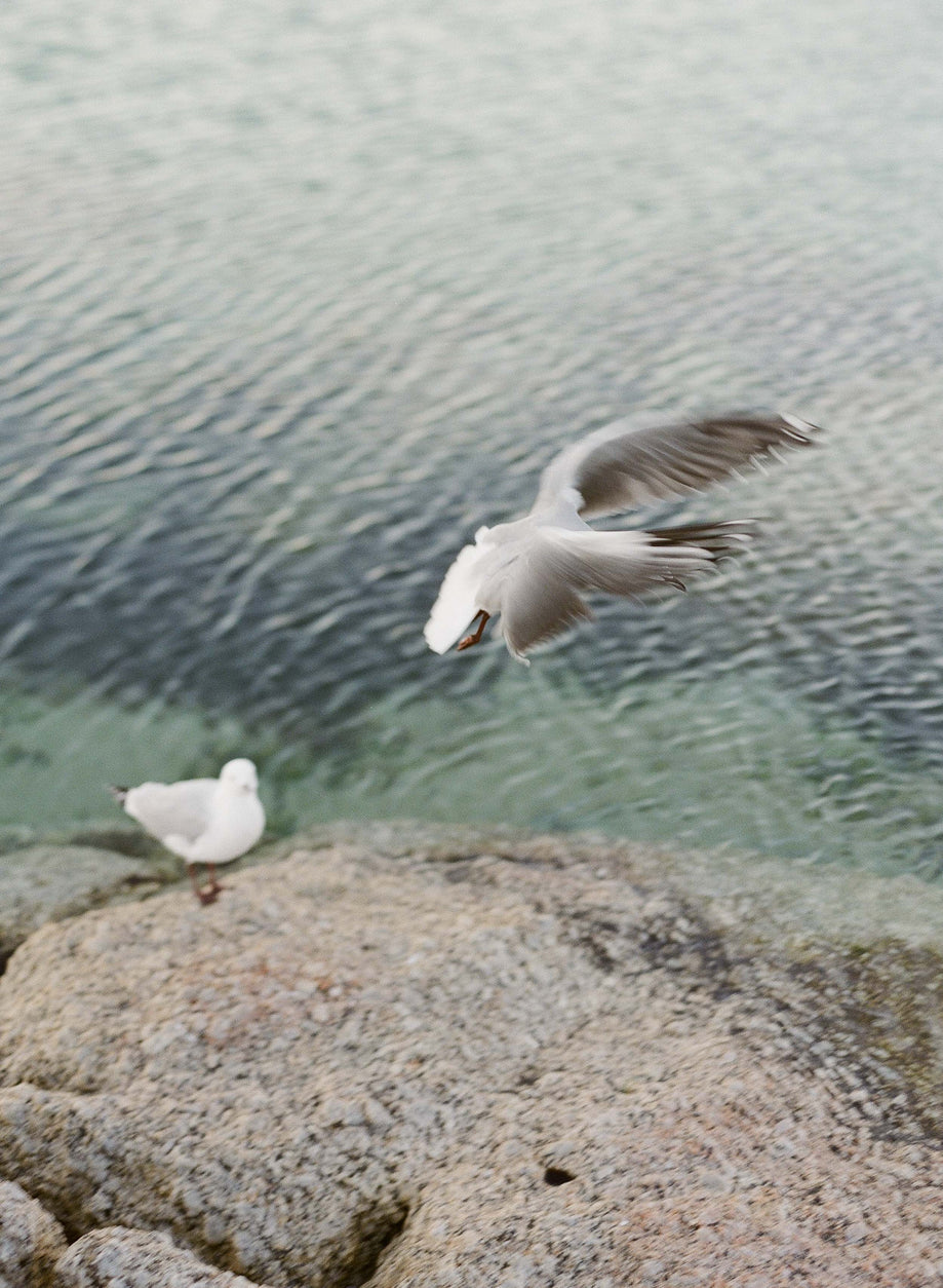 Seagulls #2, Cape Town