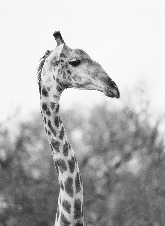 Giraffe #1, Kruger National Park