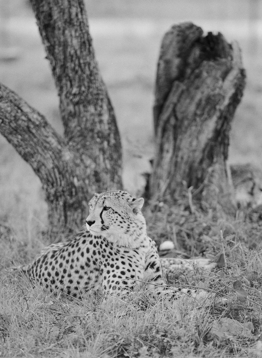 Cheetah #1, South Africa