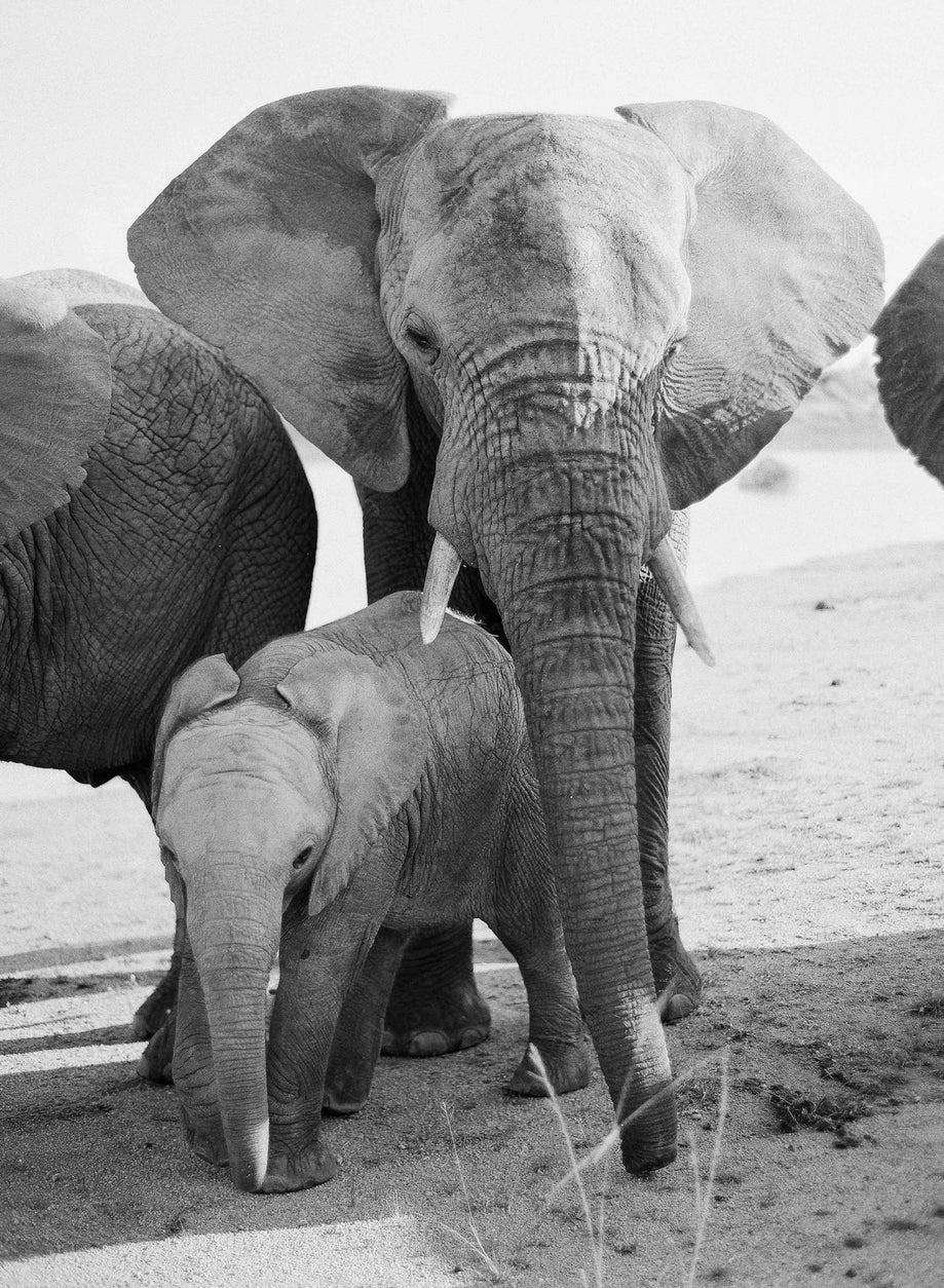 Elephant Family #1, South Africa