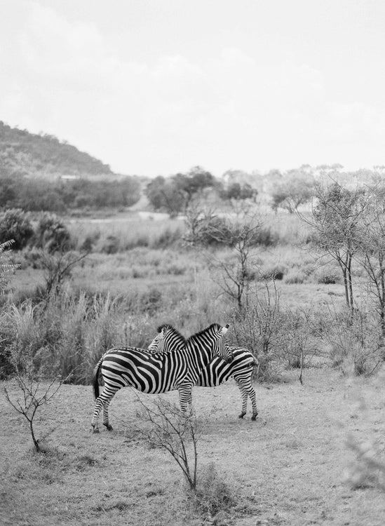 Zebras #1, South Africa