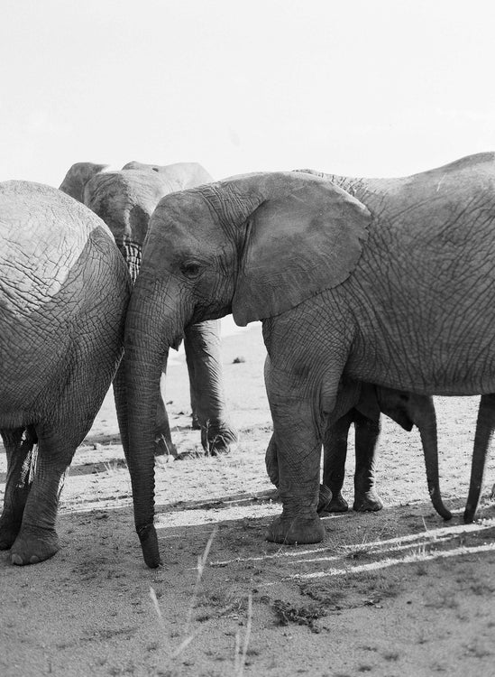 Elephant Family #2, South Africa