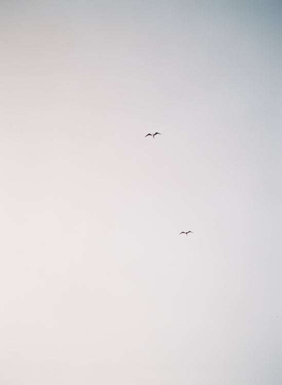 Birds, Tulum