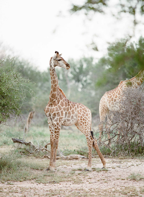 Baby Giraffe, Kruger National Park
