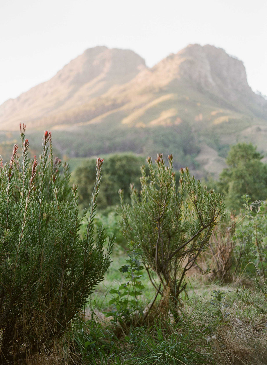 Stellenbosch #2, South Africa