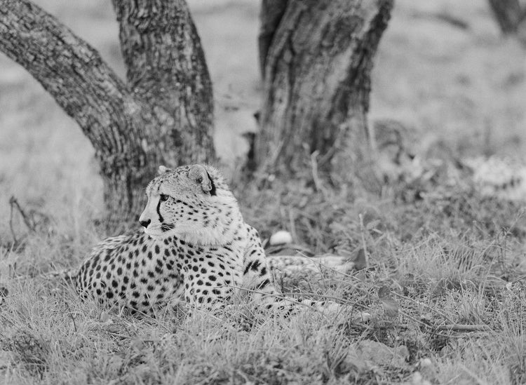 Cheetah #2, South Africa