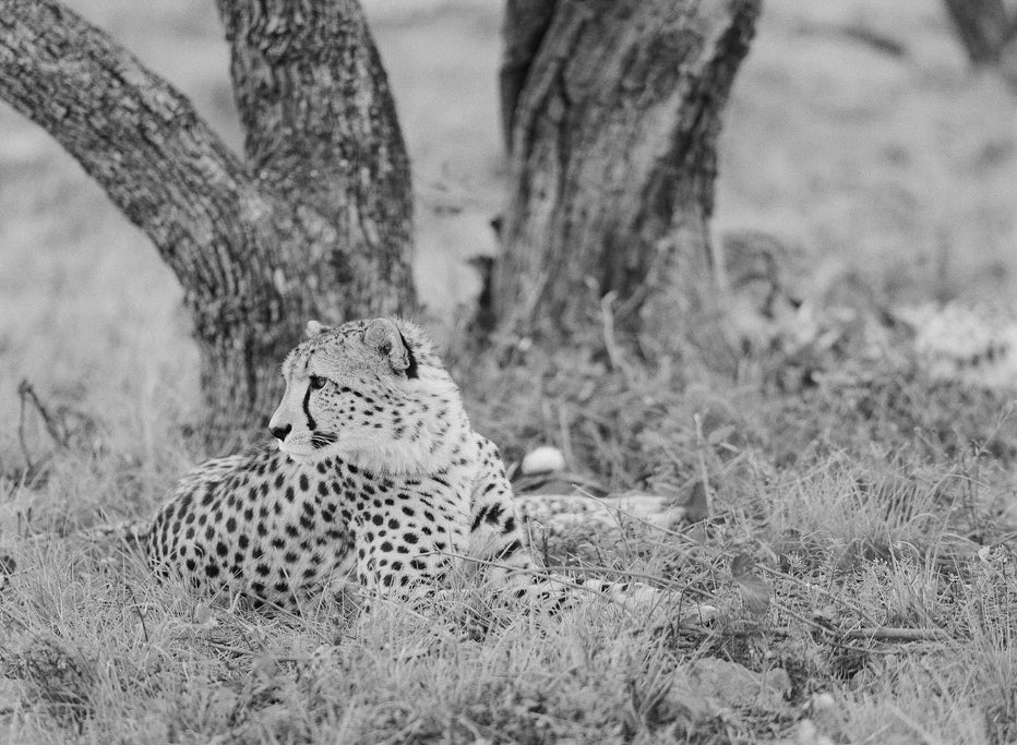 Cheetah #2, South Africa