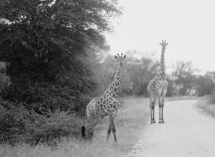 Giraffes #2, Kruger National Park