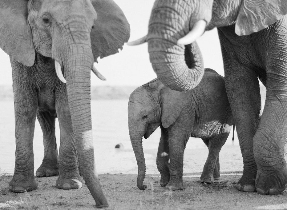 Elephant Family #4, South Africa