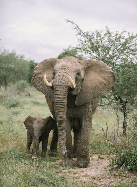 Family #2, Kruger National Park