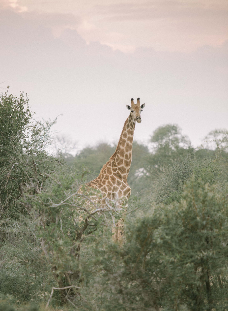 Giraffe #2, Kruger National Park