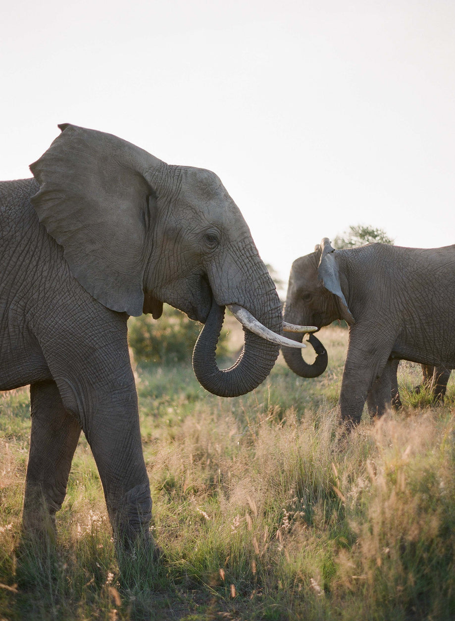 Elephant Family #3, South Africa