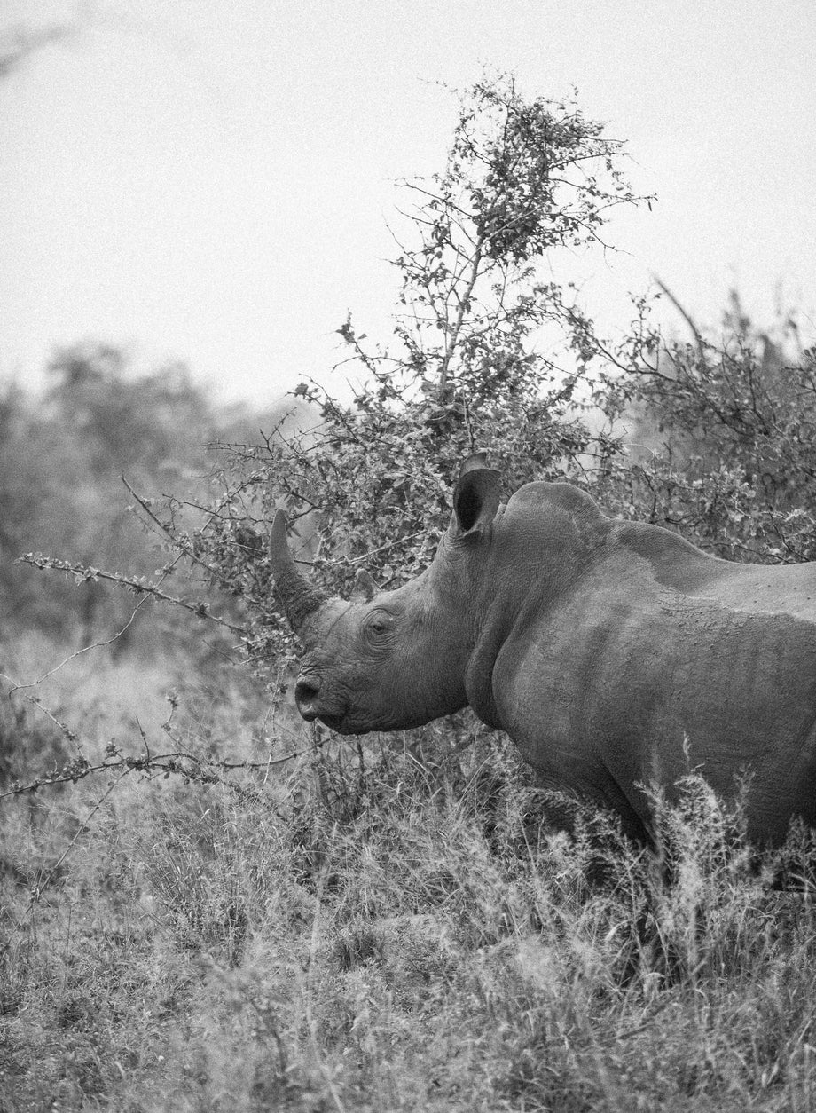 Rhino, Kruger National Park